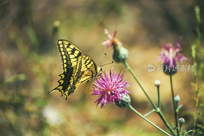 Papilio machaon Linnaeus，1758 年。阿斯特拉罕地区。俄罗斯